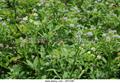 Sweet trefoil, Curd herb, Blue melilot